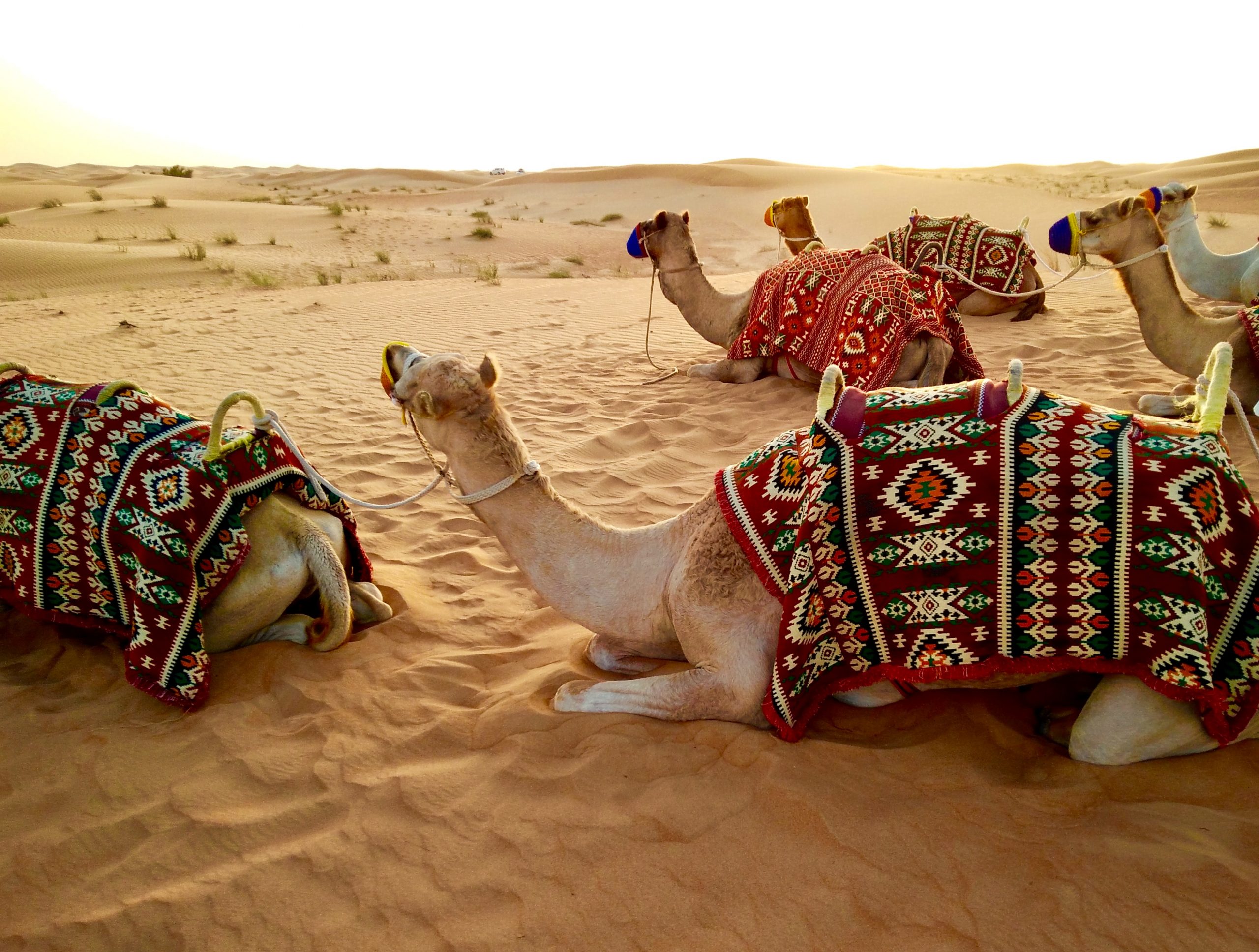 Dubai Camels